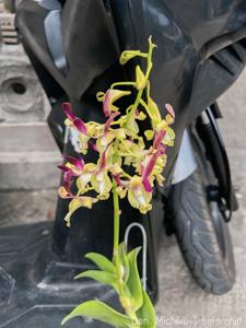 Dendrobium Michiko