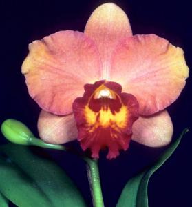 Cattleya Jillian Lee
