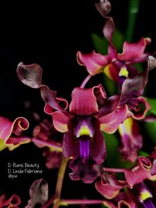 <i>Dendrobium</i> Dewi Agni