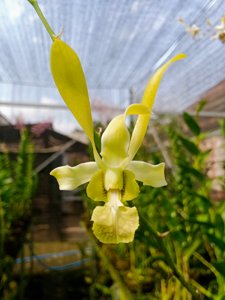 <i>Dendrobium</i> Edward Mathias