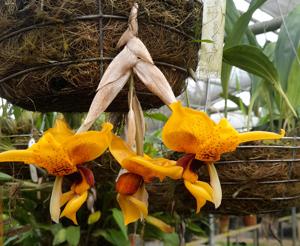 Stanhopea Lile