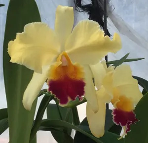 <i>Rhyncholaeliocattleya</i> Love Glow