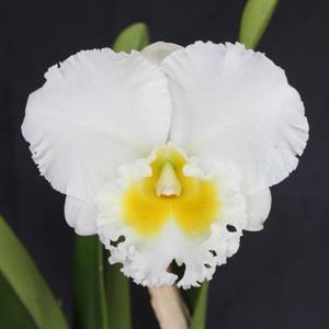 <i>Rhyncholaeliocattleya</i> Bundy's Paradise