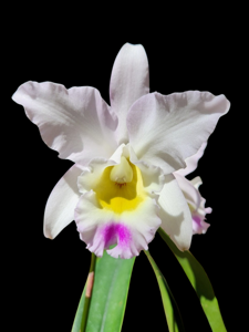Laeliocattleya Puppy Love