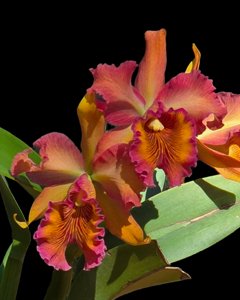 <i>Rhyncholaeliocattleya</i> Hubert Garton