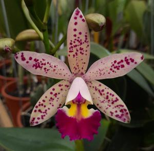 Cattleya Tropical Pointer