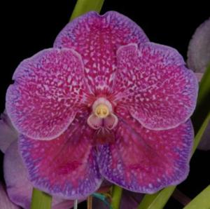 Vanda Robert's Delight