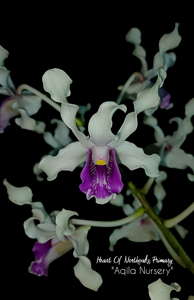 Dendrobium Heart of Northoaks Primary