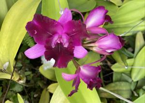 Cattlianthe Tristar Bouquet