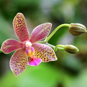<i>Phalaenopsis</i> Lilledu