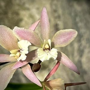 Takasakiara Pauka'a Snowland