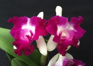 Rhyncholaeliocattleya Chief Happy