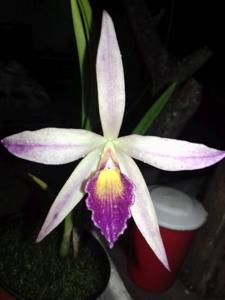 <i>Brassocatanthe</i> S. y N. Mitaí Porá