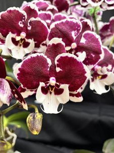 Phalaenopsis Untold Stories