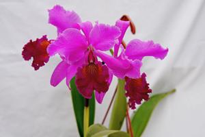 <i>Cattleya</i> Massiliensis (1896)