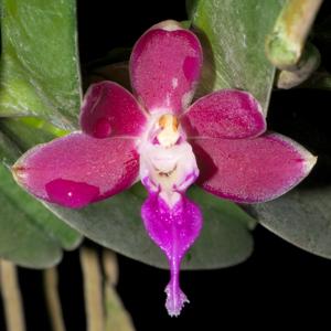 Trichotheria Meo