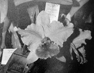 <i>Cattleya</i> Treasurer