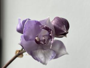 <i>Tsubotaara</i> Blue Stars