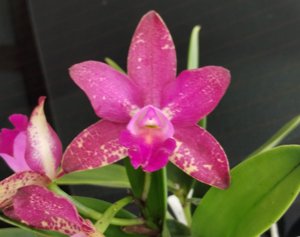 Rhyncholaeliocattleya Stippled Sunset