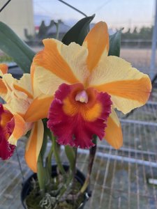 Rhyncholaeliocattleya Yuan Dung Canvas