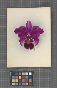 <i>Cattleya</i> Sylvia (1915)