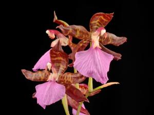 <i>Rhynchostele</i> Bictford