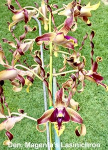 Dendrobium Magenta's Lasinichron