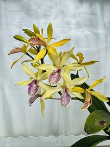 Guaricyclia Kyoguchi