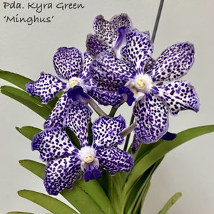 Vanda Kyra Green