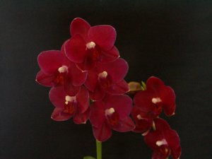 Phalaenopsis A Dean Stock