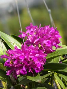 Cattlianthe Bactia