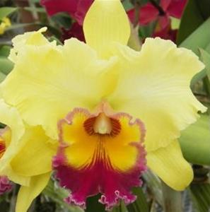 <i>Rhyncholaeliocattleya</i> Naoko
