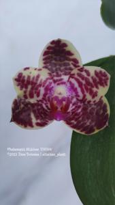 <i>Phalaenopsis</i> Missirene