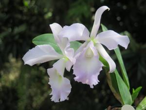 <i>Cattleya</i> Sea Skywalker