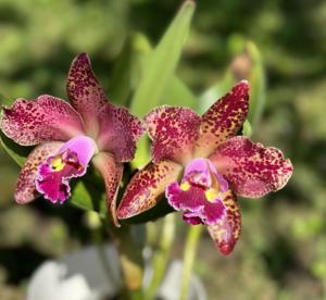 Rhyncholaeliocattleya Waianae Leopard