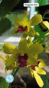 Dendrobium Thongchai Gold