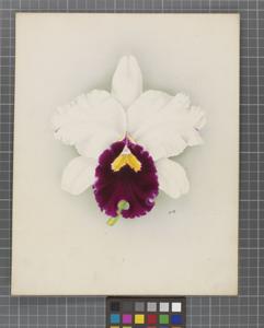 Cattleya Hassallii (1921)