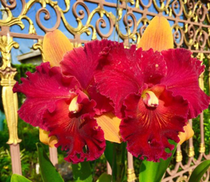 Rhyncholaeliocattleya Hall of Fame