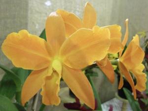 <i>Jackfowlieara</i> Hsinying Blossom
