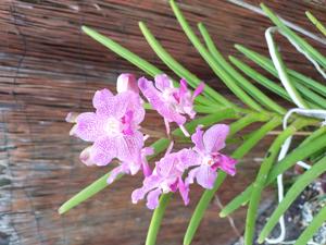 Vanchoanthe Herbert Kurihara