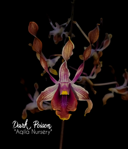 <i>Dendrobium</i> Dark Poison