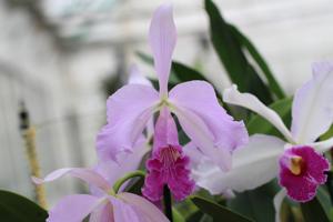 Cattleya Lustre (1907)