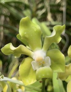 <i>Vanda</i> Shirley Yap Kwan