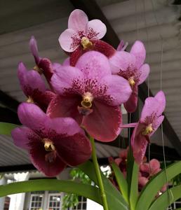 <i>Vanda</i> Boonchoo San