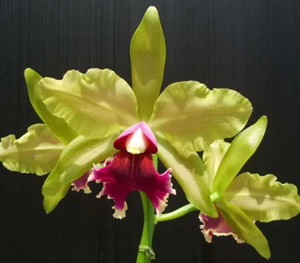 Rhyncholaeliocattleya Cascade Dream