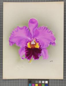 Cattleya Arcadia