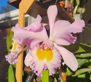 Rhyncholaeliocattleya Marcella Koss