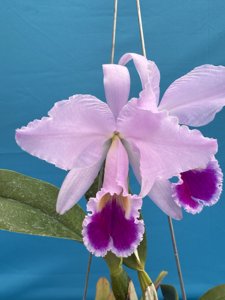 <i>Cattleya</i> Jentri