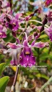 Dendrobium Jend Sudirman