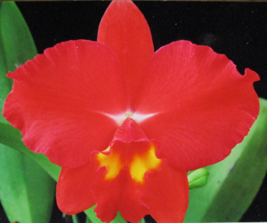 <i>Rhyncholaeliocattleya</i> Winter Ballerina